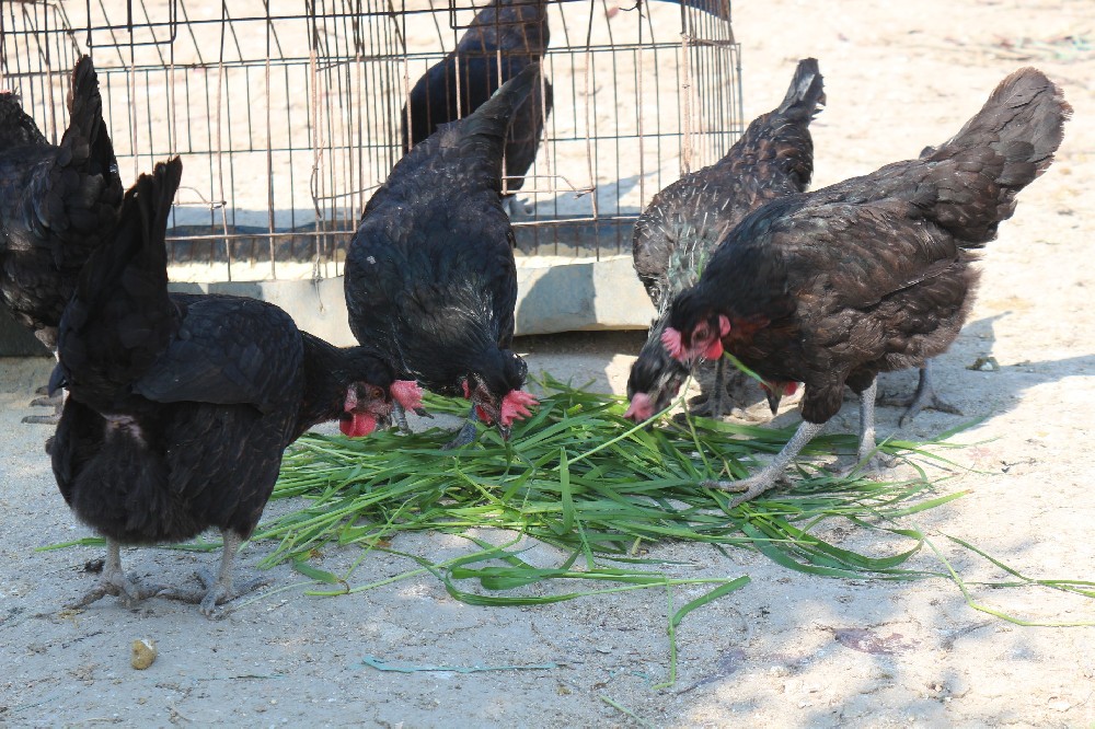 生態(tài)養(yǎng)雞場(chǎng)