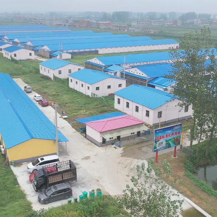 洄溜標準化養(yǎng)雞場